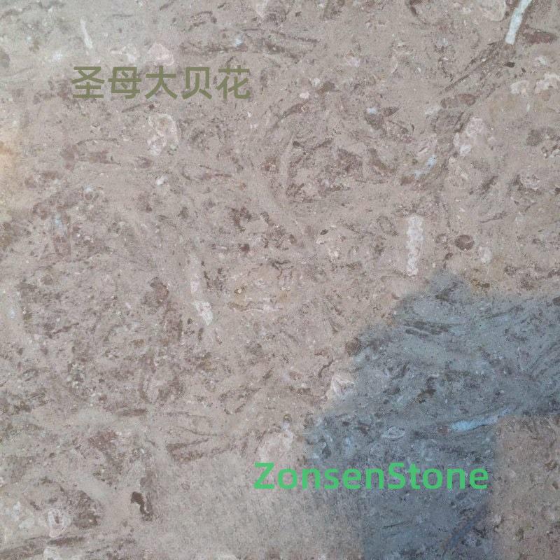 圣母大贝花